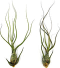 ragnaroc Live Air Plants - Tillandsia Butzii, Jumbo 7-9" - 2ct - Live Arrival Guaranteed - House Plants for Home Decor & Gift