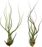 ragnaroc Live Air Plants - Tillandsia Butzii, Jumbo 7-9" - 2ct - Live Arrival Guaranteed - House Plants for Home Decor & Gift