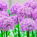 240+ Mix Rare Allium Giganteum Flower Seeds for Planting-Non-GMO Heirloom Plant Seeds Garden Outdoor
