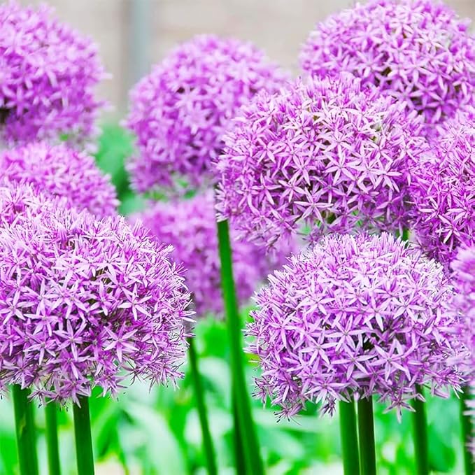 240+ Mix Rare Allium Giganteum Flower Seeds for Planting-Non-GMO Heirloom Plant Seeds Garden Outdoor