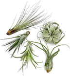 ragnaroc Air Plants - Odin Gift Box - 5ct - Live Arrival Guaranteed - House Plants for Home Decor & Gift