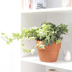 Golden English Ivy (4" Grower Pot) - Air Purifying and Live Healthy Houseplant - Easy to Grow, Easy to Care Indoor Houseplant