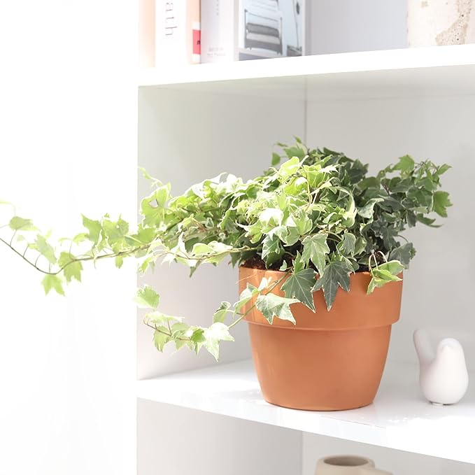 Golden English Ivy (4" Grower Pot) - Air Purifying and Live Healthy Houseplant - Easy to Grow, Easy to Care Indoor Houseplant
