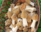 | Morel Mushrooms Spores 40 Grams in Sawdust Bag - Morchella Esculenta, True Morel Mushroom Growing Kit, Fresh Morel Mushroom Spores, Morel Mushroom Kit in 5 Gallons of Filtered