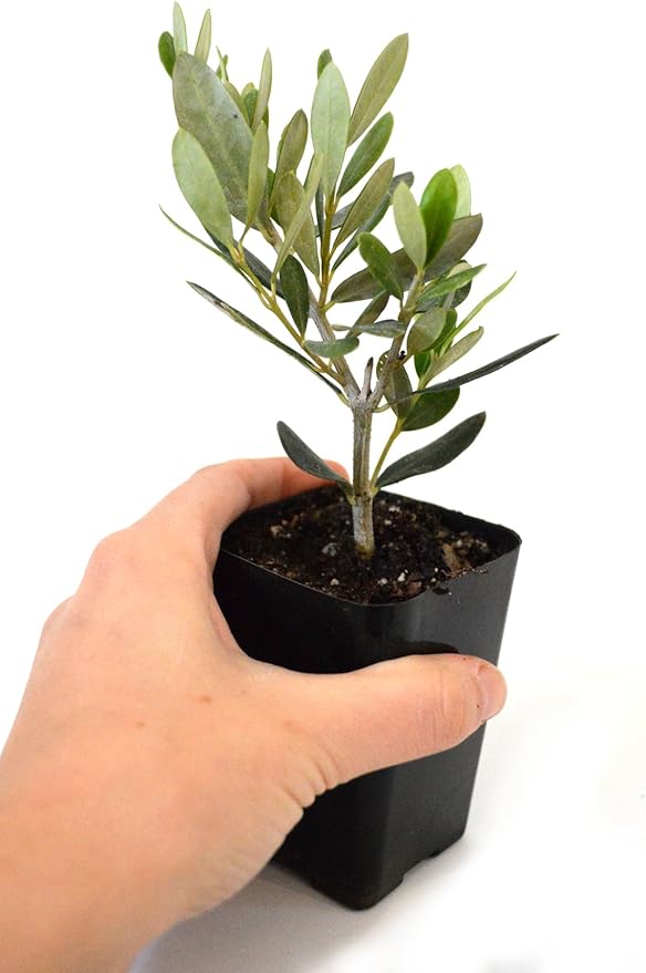 9GreenBox - Olive Tree - Tree of Peace - Olea europaea - 2 Pack