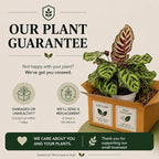Calathea Peacock Live Plant, Prayer Plants Live HouseplaInts, Indoor Plant for Home Decor, Colorful Calathea Desk Plant