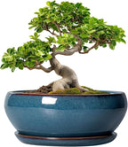 SQOWL Bonsai Pots 10 Inch - Large Ceramic Succulent Pots, Shallow Planter with Drainage Hole and Saucer, Round Planter for Indoor Outdoor, Bowl Planters, Patio Decor, Gifts for Plant Lover, Blue