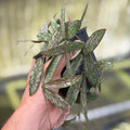 Hoya Sigillatis Live Plant | Long Hoya Starter Plants | House Plants Live for Beginner | Hoya Cuttings Rare Plant Gifts | Fully Rooted Hoyas(Heat Pack Included)