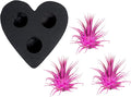 Air Plants - Tillandsia Ionantha - Organically Enhanced Color - Live Arrival Guaranteed - House Plants for Home Decor & Gift (Rose Pink 3 Pk + Black Heart)