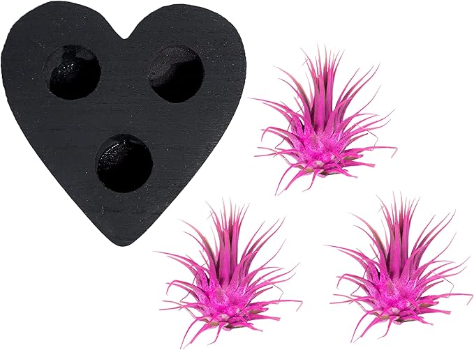 Air Plants - Tillandsia Ionantha - Organically Enhanced Color - Live Arrival Guaranteed - House Plants for Home Decor & Gift (Rose Pink 3 Pk + Black Heart)