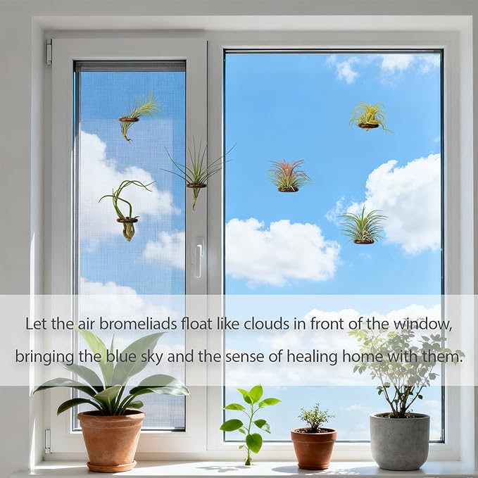6 Pcs Air Plant Holder Magnet - Brown Small Air Plant Display Stand Air Plant Hanging Plant Wall Mount Holder Wooden for Live Tropical Plant Home Office Decoration Supplies (Plants Not Included)