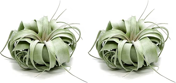 ragnaroc Live Air Plant - Tillandsia Xerographica, Jumbo 6-9” - 2 ct - Ideal for Gifts & Presents, Live Indoor Plants & Live House-Plants – Live Plants for Home décor