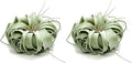 ragnaroc Live Air Plant - Tillandsia Xerographica, Jumbo 6-9” - 2 ct - Ideal for Gifts & Presents, Live Indoor Plants & Live House-Plants – Live Plants for Home décor