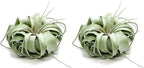 ragnaroc Live Air Plant - Tillandsia Xerographica, Jumbo 6-9” - 2 ct - Ideal for Gifts & Presents, Live Indoor Plants & Live House-Plants – Live Plants for Home décor