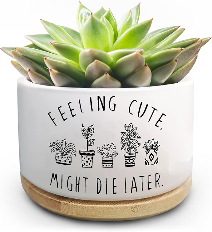 Funny Succulent Plant Pot, Small Flower Planter for Indoor Plants, Cute Ceramic Cactus Planter Pots with Drainage, Windowsill Desk Decor Unique Planter Gift, Feeling Cute (No Plants)