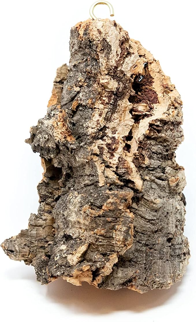 3 Small Chunk Natural Cork Bark DIY Kit with Three Assorted Air Plants, Glue and Hook - Live Tillandsia Succulent House Plant - Wholesale and Bulk - Easy Care Indoor and Outdoor Plants