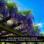 3 Wisteria Live Plants 1–2 Ft Tall – Flowering Wisteria Vine (Wisteria Floribunda) – Fast Growing Climbing Plant for Garden, Trellis, Pergola & Bonsai Training (3 Plants)