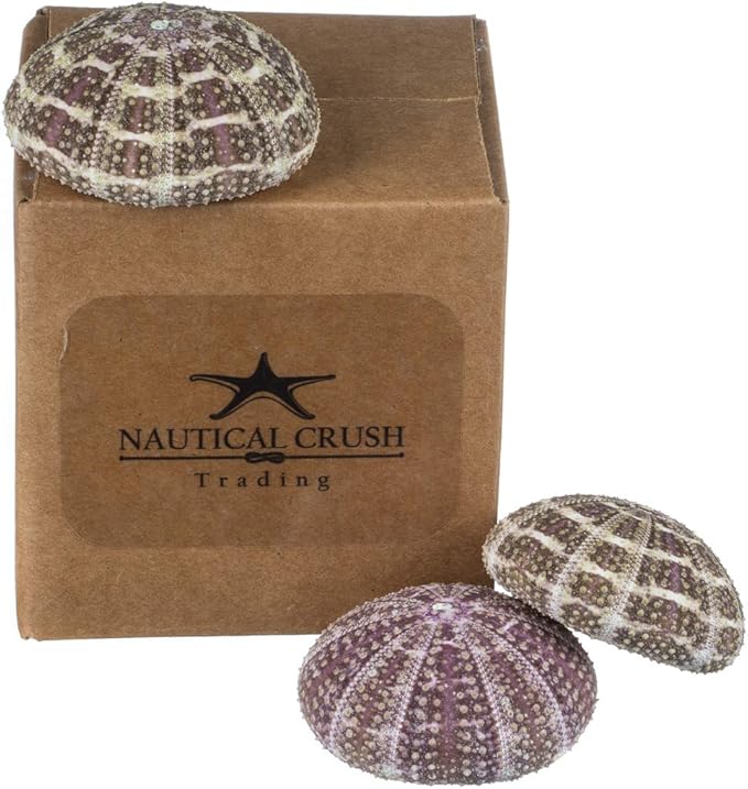 Alfonso Sea Urchins Shells for Air Plants - 3 Alphonse (3-4") Sea Urchin Shells - Hanging Air Plant Holder - Air Plants Live Holders - Air Plant Pot - No Plants Included