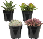 Altman Plants, Live Succulents Plants Live Houseplants (4PK), Succulent Plant Lover Gifts, Live Indoor Plants in Potting Soil, Live Plants Indoor Cactus Plants Live Succulent Plants Live House Plants