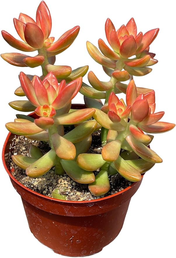 4" Sedum Coppertone Succulents Plants Live, Rare Succulent Plants Fully Rooted in Succulent Soil, Unique Live House Plant for Home Office Decor, by The Succulent Cult