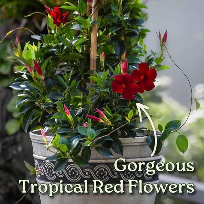 Live Dipladenia Plant - Pretty Red - Tropical Flowering Plant - Overall Height 36" - Tropical Plants of Florida