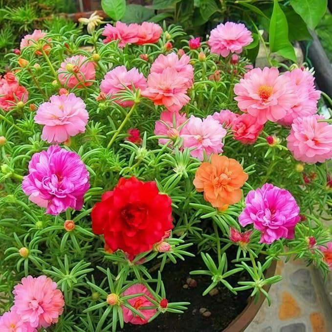 10000 Count Portulaca Moss Rose Seeds for Planting – Low-Maintenance Mixed Color Flowers, Ideal for Hot, Dry Areas, Containers & Landscape Fillers
