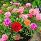 10000 Count Portulaca Moss Rose Seeds for Planting – Low-Maintenance Mixed Color Flowers, Ideal for Hot, Dry Areas, Containers & Landscape Fillers