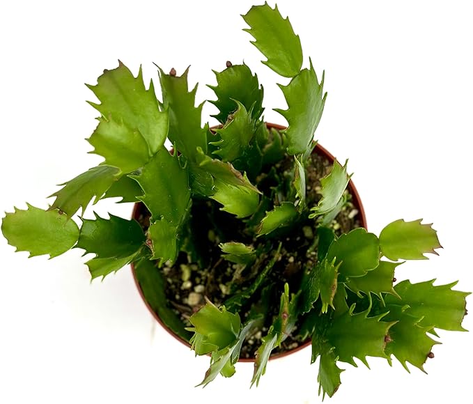 Christmas Cactus Plant Live - Perfect Holiday Decor, Thanksgiving Table Decorations, Christmas Room Decor - Rooted Indoor Live Plant (8" Height) (Heat Pack Included)