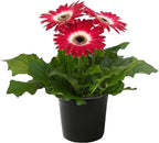 Live Flowering Gerbera Daisies - Rose and White Bicolor (3 Plants Per Pack) - Beautiful Spring Flowers - 12" Tall by 5" Wide in 1 Qt Pot