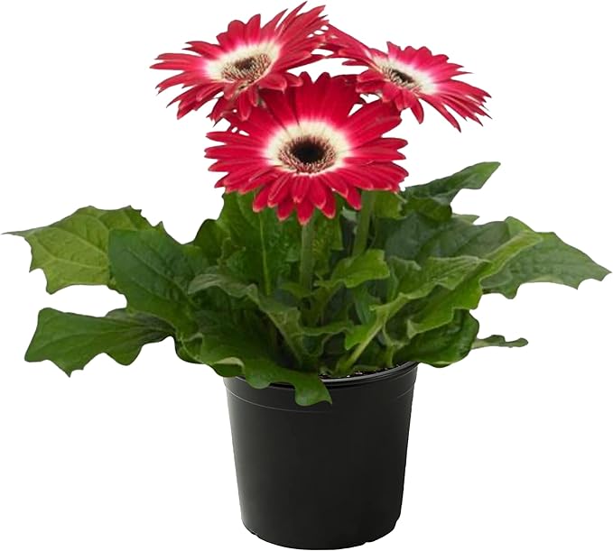 Live Flowering Gerbera Daisies - Rose and White Bicolor (3 Plants Per Pack) - Beautiful Spring Flowers - 12" Tall by 5" Wide in 1 Qt Pot
