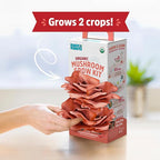 Back to the Roots Organic Pink Mushroom Grow Kit, Harvest Gourmet Mushrooms In 10 Days
