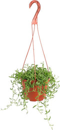 Shop Succulents String of Bananas Hanging Succulent, Fully Rooted Live 6" Succulent Plant with Hanger, Low Maintenance Indoor Plant, Trailing Succulents, Gift & Garden