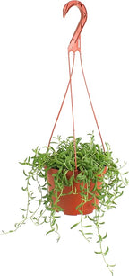 Shop Succulents String of Bananas Hanging Succulent, Fully Rooted Live 6" Succulent Plant with Hanger, Low Maintenance Indoor Plant, Trailing Succulents, Gift & Garden
