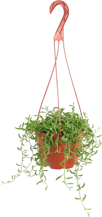 Shop Succulents String of Bananas Hanging Succulent, Fully Rooted Live 6" Succulent Plant with Hanger, Low Maintenance Indoor Plant, Trailing Succulents, Gift & Garden
