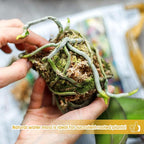 Legigo 3.3LBS Premium Sphagnum Moss for Plants- 60QT Natural Succulent Carnivorous Plant Moss Dried, Long Fiber Orchid Moss for Orchid Repotting Succulent Sarracenia Potted Plants Gardening & Reptiles