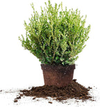 Perfect Plants Wintergreen Boxwood Live Plant, 7 gallon, Includes Care Guide