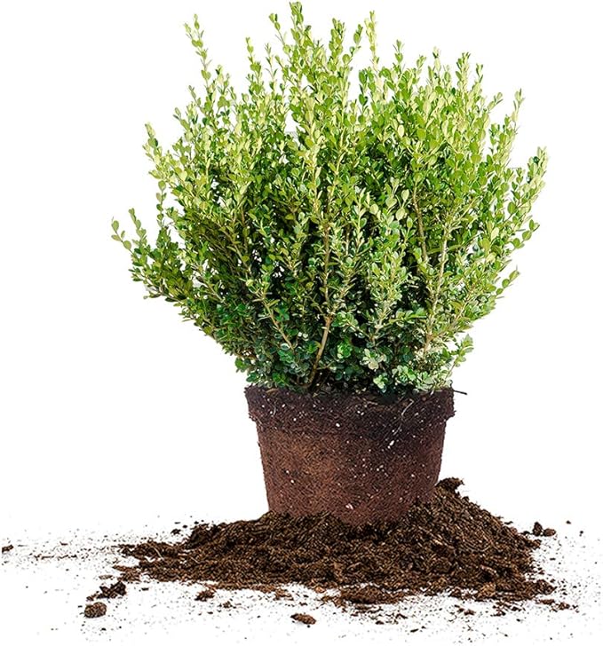 Perfect Plants Wintergreen Boxwood Live Plant, 7 gallon, Includes Care Guide