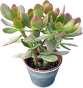 Sprout N Green Golden Jade with Vintage Metal Pot, Live Crassula Ovata 'Hummel Sunset' Succulent, Rare Cute Plant, Home Office Décor