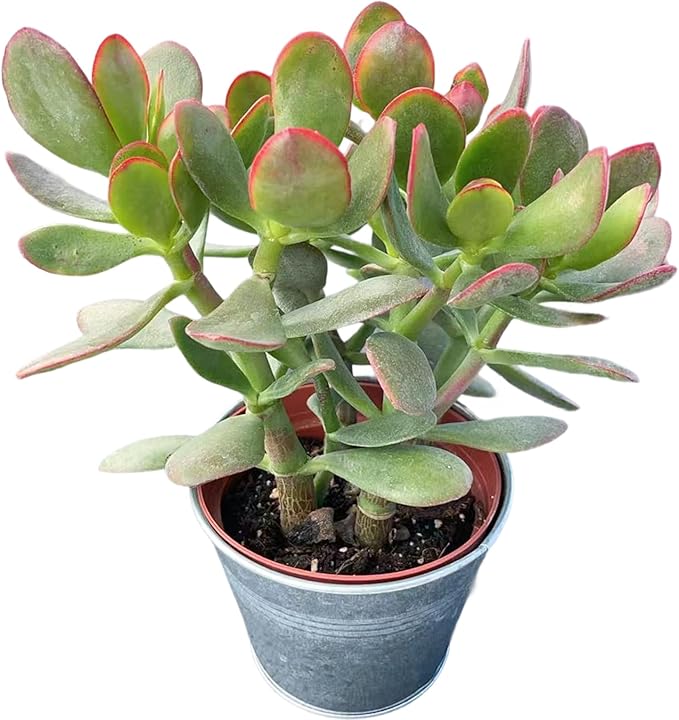 Sprout N Green Golden Jade with Vintage Metal Pot, Live Crassula Ovata 'Hummel Sunset' Succulent, Rare Cute Plant, Home Office Décor