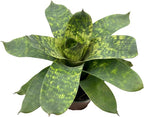 ragnaroc Live Plants – Bromeliad Vrisea Gigantea Nova, 4-8" in 4" Pot - 1ct - Live Arrival Guaranteed - House Plants for Home Decor & Gift