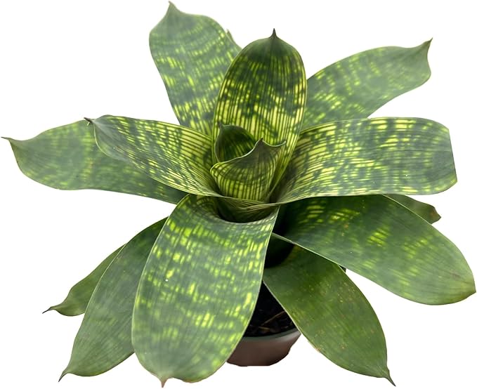 ragnaroc Live Plants – Bromeliad Vrisea Gigantea Nova, 4-8" in 4" Pot - 1ct - Live Arrival Guaranteed - House Plants for Home Decor & Gift