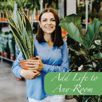 American Plant Exchange Snake Plant Bundle – Large 10-Inch Pots Sansevieria Laurentii & Zeylanica, 2-3ft Tall, Low-Maintenance, Air-Purifying Live Houseplants for Home, Office, or Outdoor Patio Décor