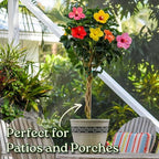 Braided Hibiscus Tree - Mixed (3 to 4 Flower Colors) - Overall Height 36" to 42" - Tropical Plants of Florida
