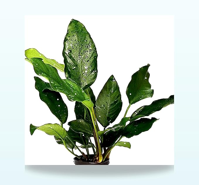 Live Aquarium Plants Bundle - Assorted Freshwater Plants - Low | Medium | High Light