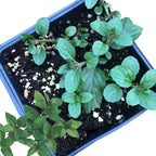 Organic Mint Plant, Peppermint Plant, (Mentha piperita) in 2.5-inch Pot - Excellent for Tea, Perennial Herb, Companion Plant