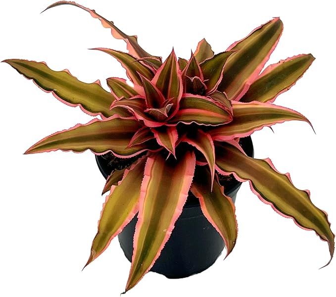 ragnaroc Live Plants – Cryptanthus ‘Pink Star‘, Jumbo 4-8" in 4" Pot - 1ct - Live Arrival Guaranteed - House Plants for Home Decor & Gift