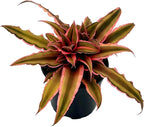 ragnaroc Live Plants – Cryptanthus ‘Pink Star‘, Jumbo 4-8" in 4" Pot - 1ct - Live Arrival Guaranteed - House Plants for Home Decor & Gift