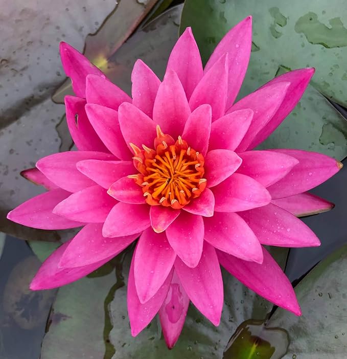 Live Aquatic Plant Nymphaea Mayla RED Color HARDY Water Lily TUBER for Aquarium Freshwater Fish Pond BUY 2 GET 1 FREE by JustNature