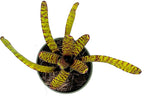 ragnaroc Live Plants – Bromeliad Neoregelia Tiger, 4-8" in 4" Pot - 1ct - Live Arrival Guaranteed - House Plants for Home Decor & Gift