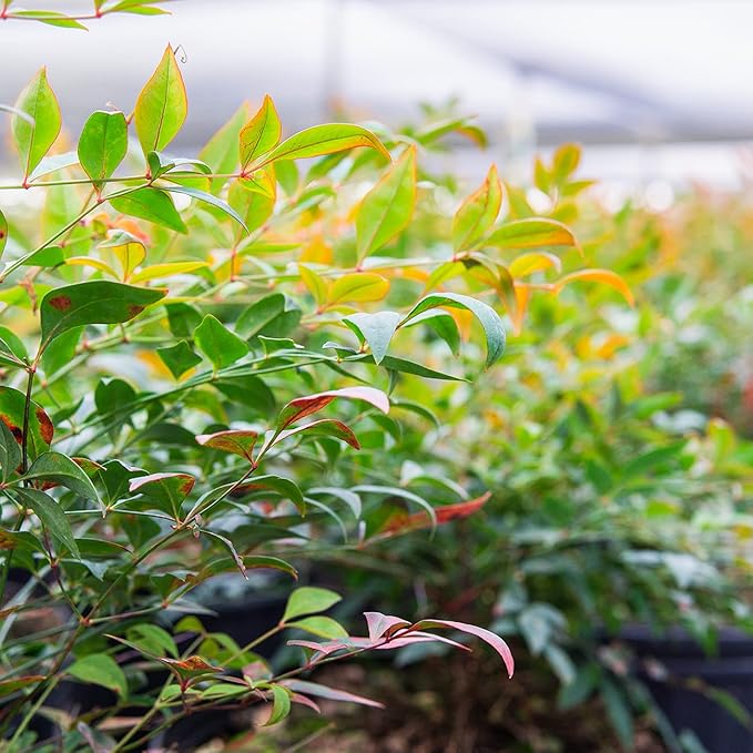 Perfect Plants Gulfstream Nandina 1 Gal. Pot | Heavenly Bamboo | Low Maintenance | Vibrant Color Changing Foliage
